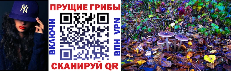 Псилоцибиновые грибы Psilocybine cubensis  Купить закладки  Трёхгорный 